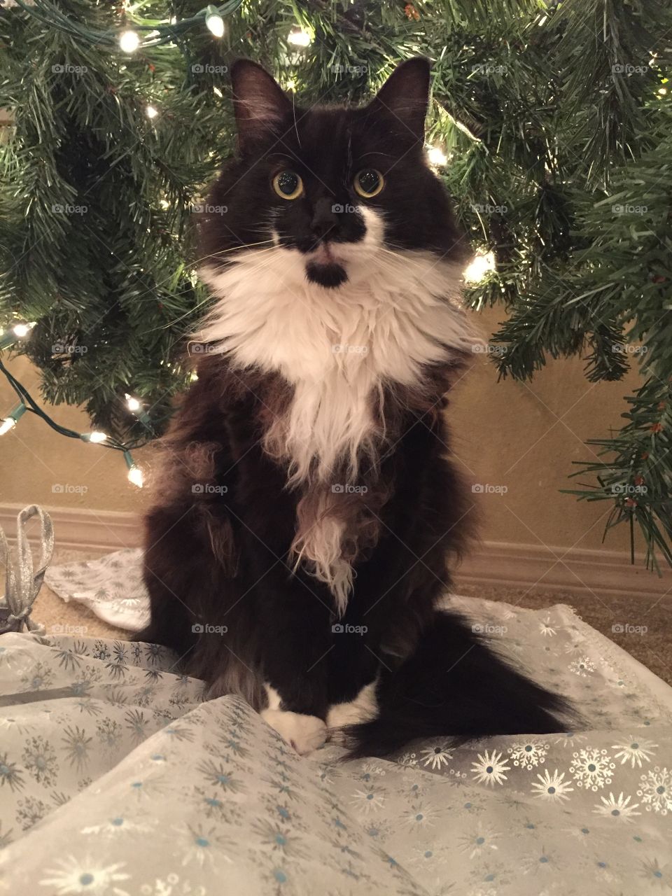 Snickers the fluffy Christmas kitty