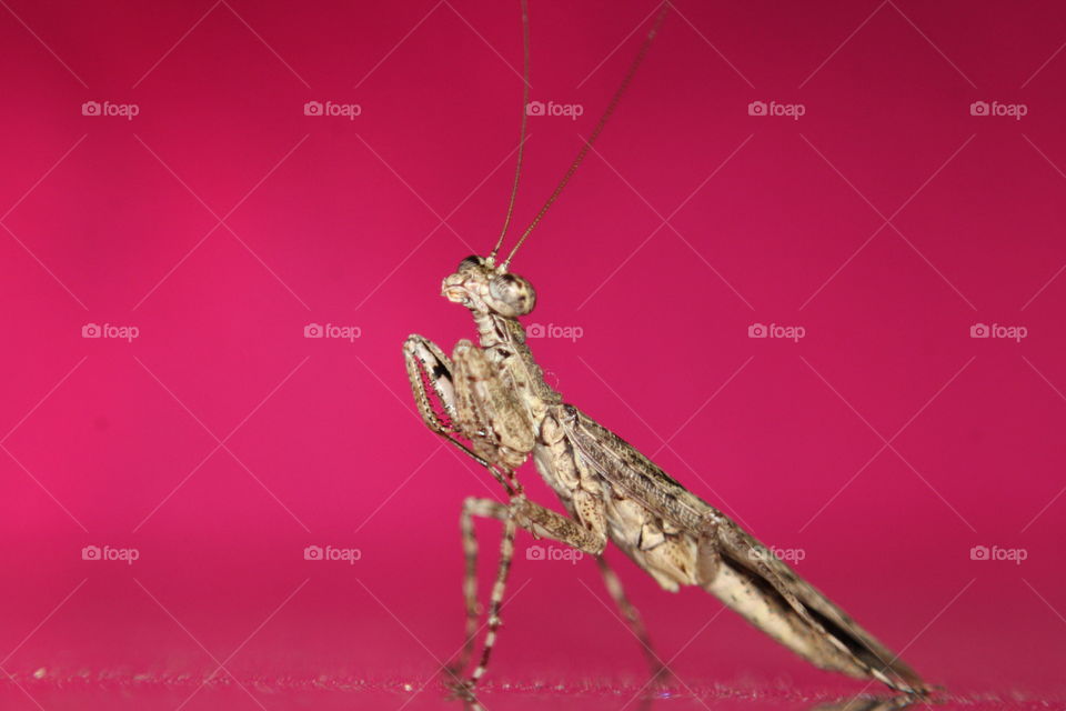 Brown European Flying Mantis in colorful background