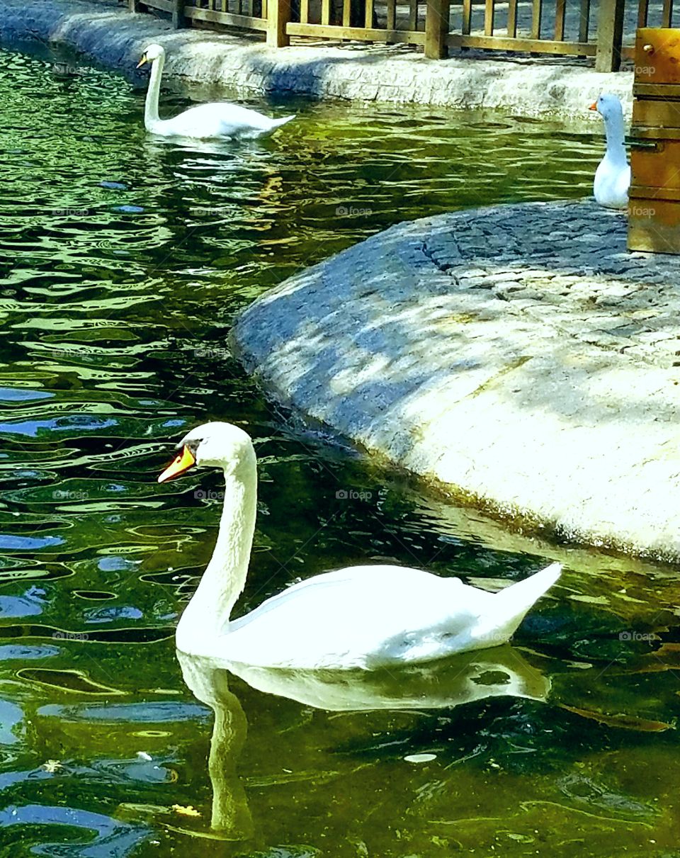two swan and a goose in kuğlu park in Ankara Turkey