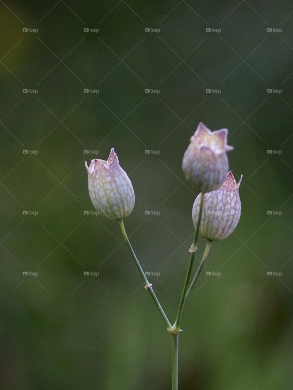 Evening in the meadow