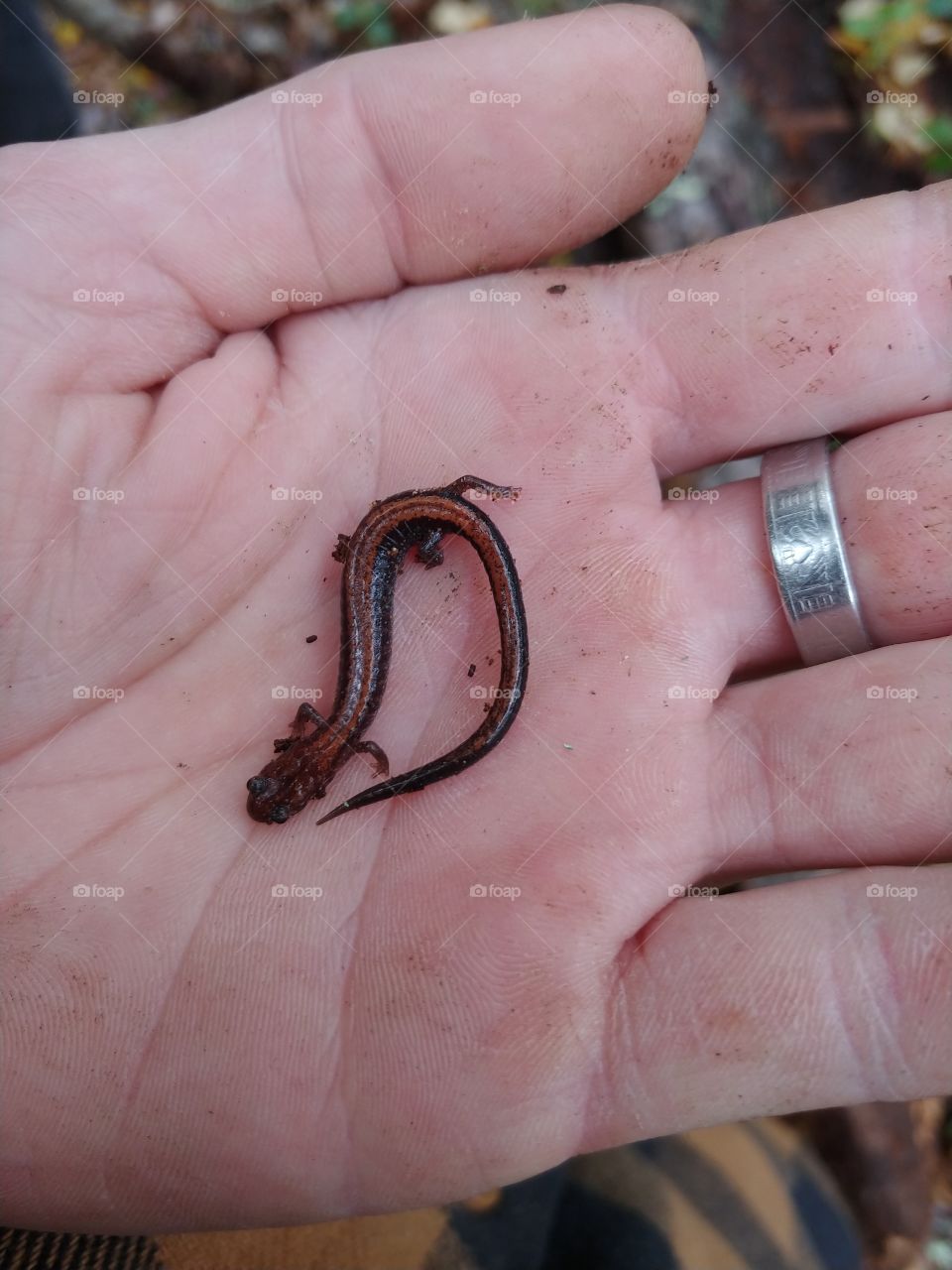 this is a cute salamander only one we saw