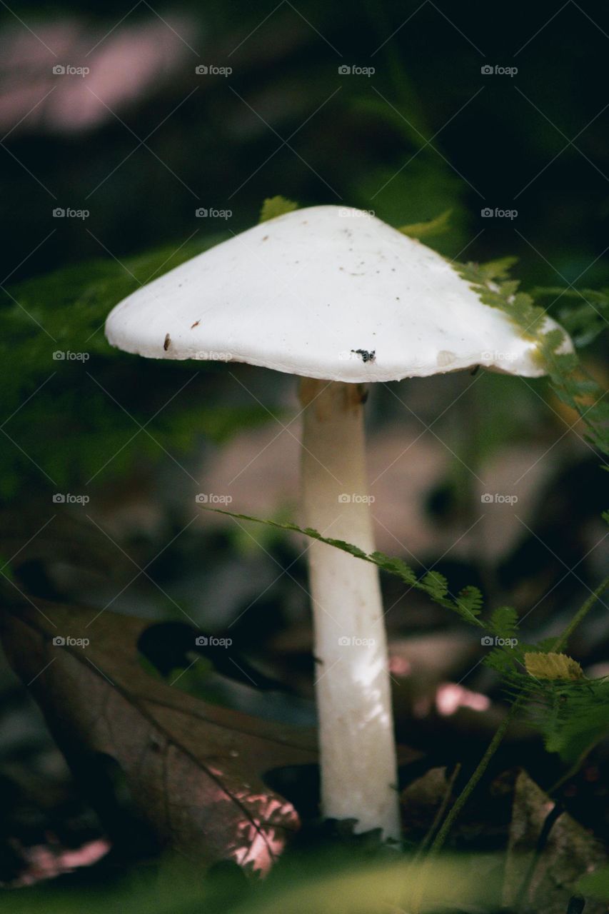 Mushroom in forest