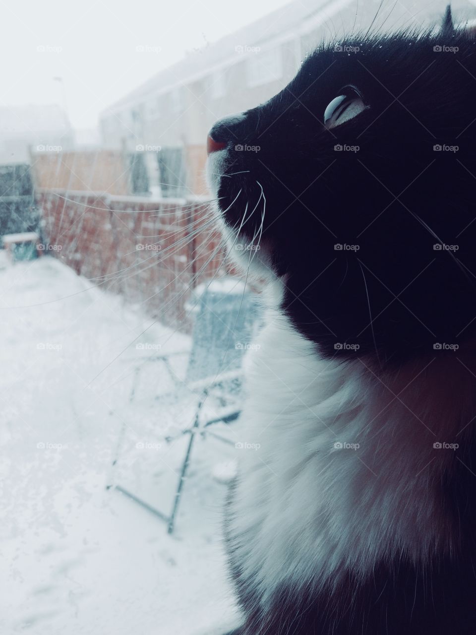 Cat enjoying the snowflakes!