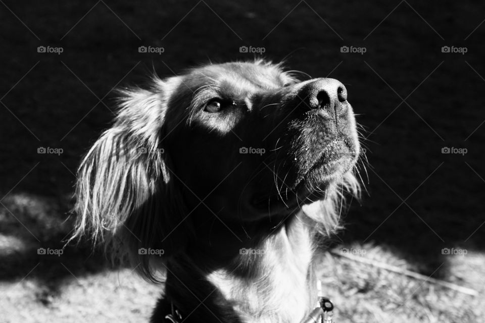 B&W of Quinn our Red Setter .. sitting up very smartly for a treat 