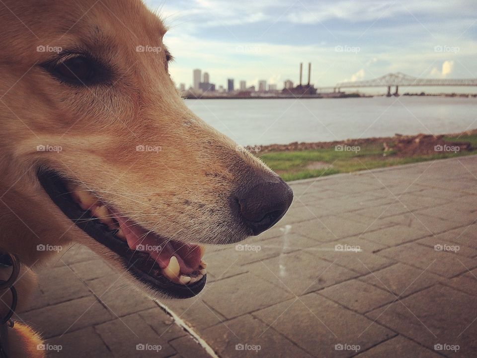 Puppy and the City