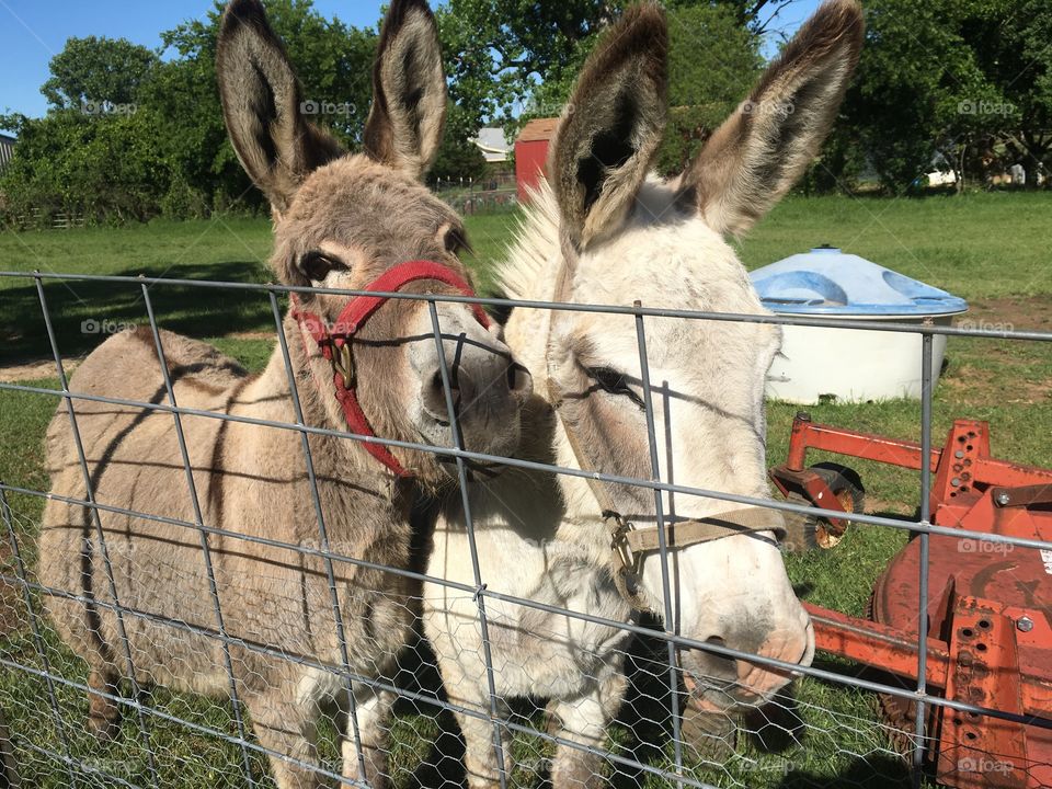 Two spoiled rotten donkeys.