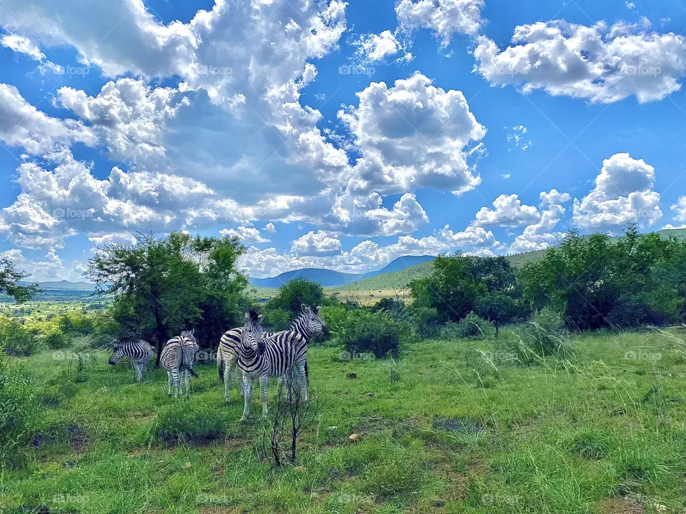 Zebra
