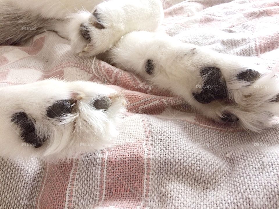 Husky's paws 