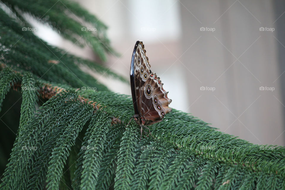 Butterfly on a fern closeup