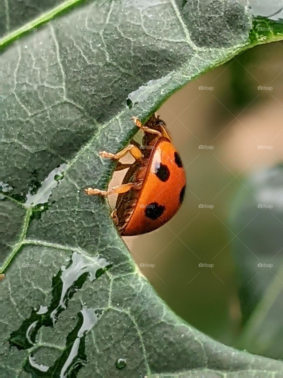 ladybug🐞☘️