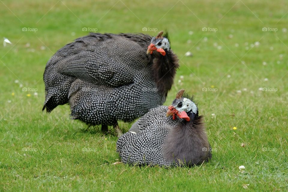 Close-up of two guinea fowl birds sitting on grass field. 
