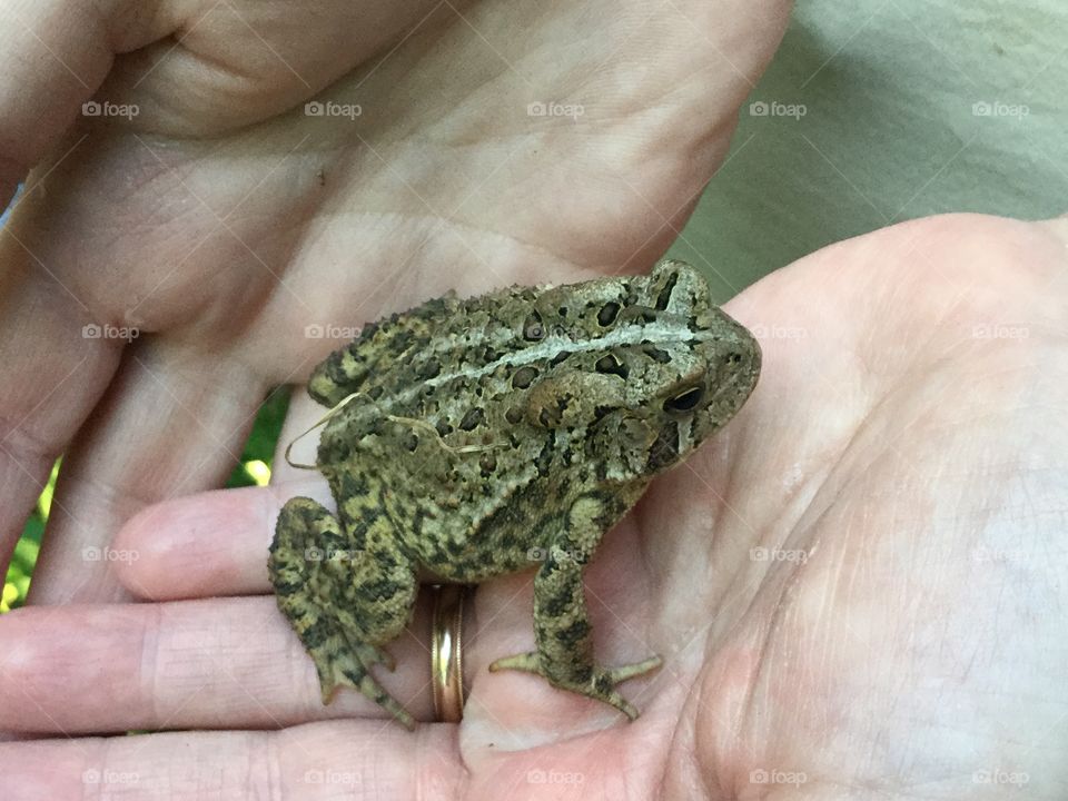 Little frog in hands