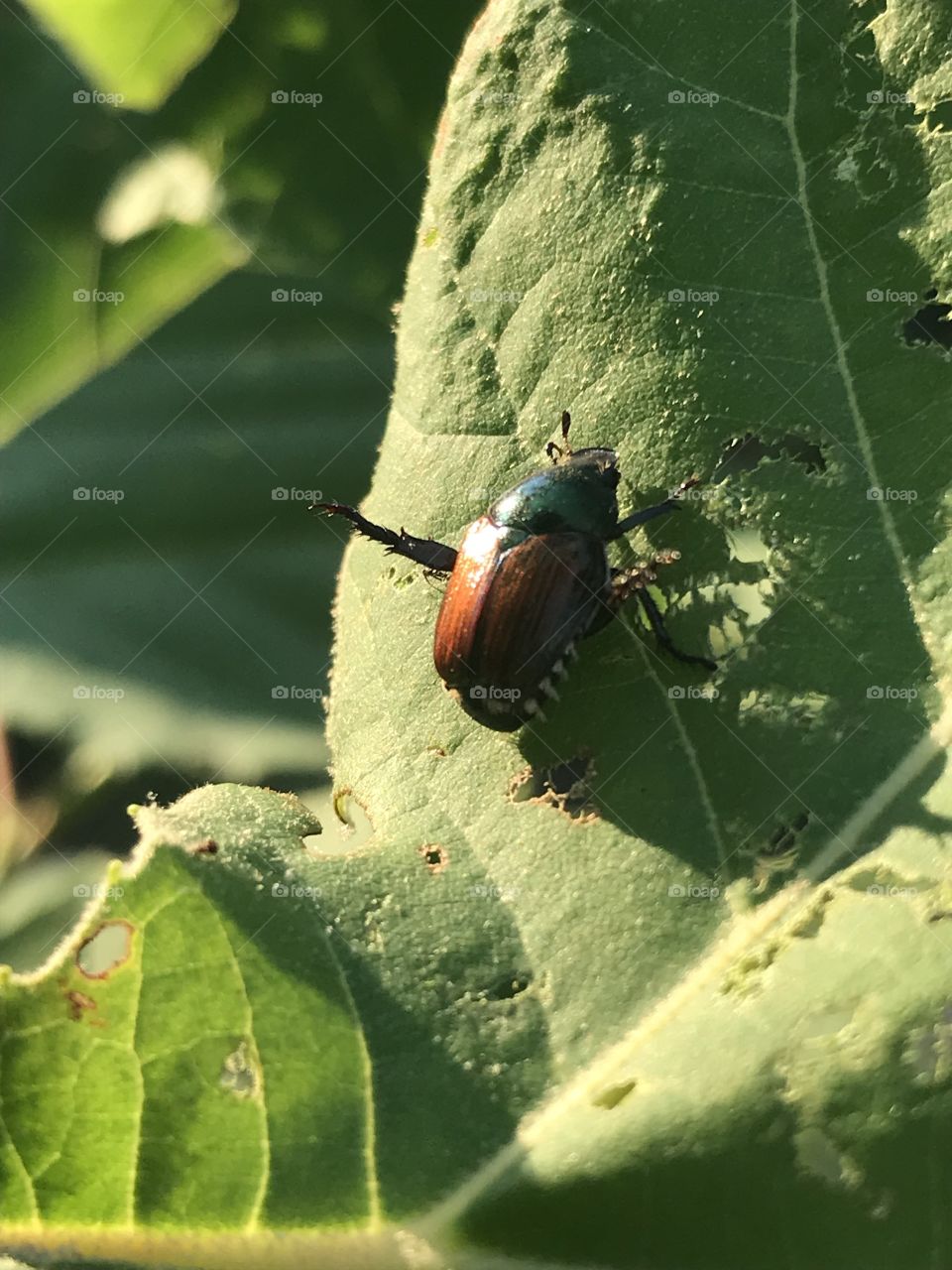 Beetle 