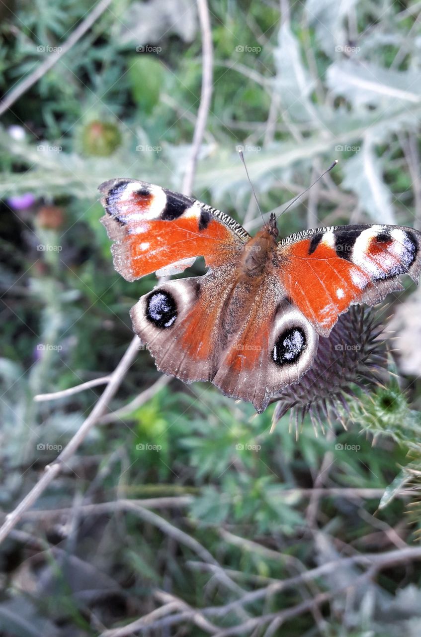 Macro photo of the red butterfly