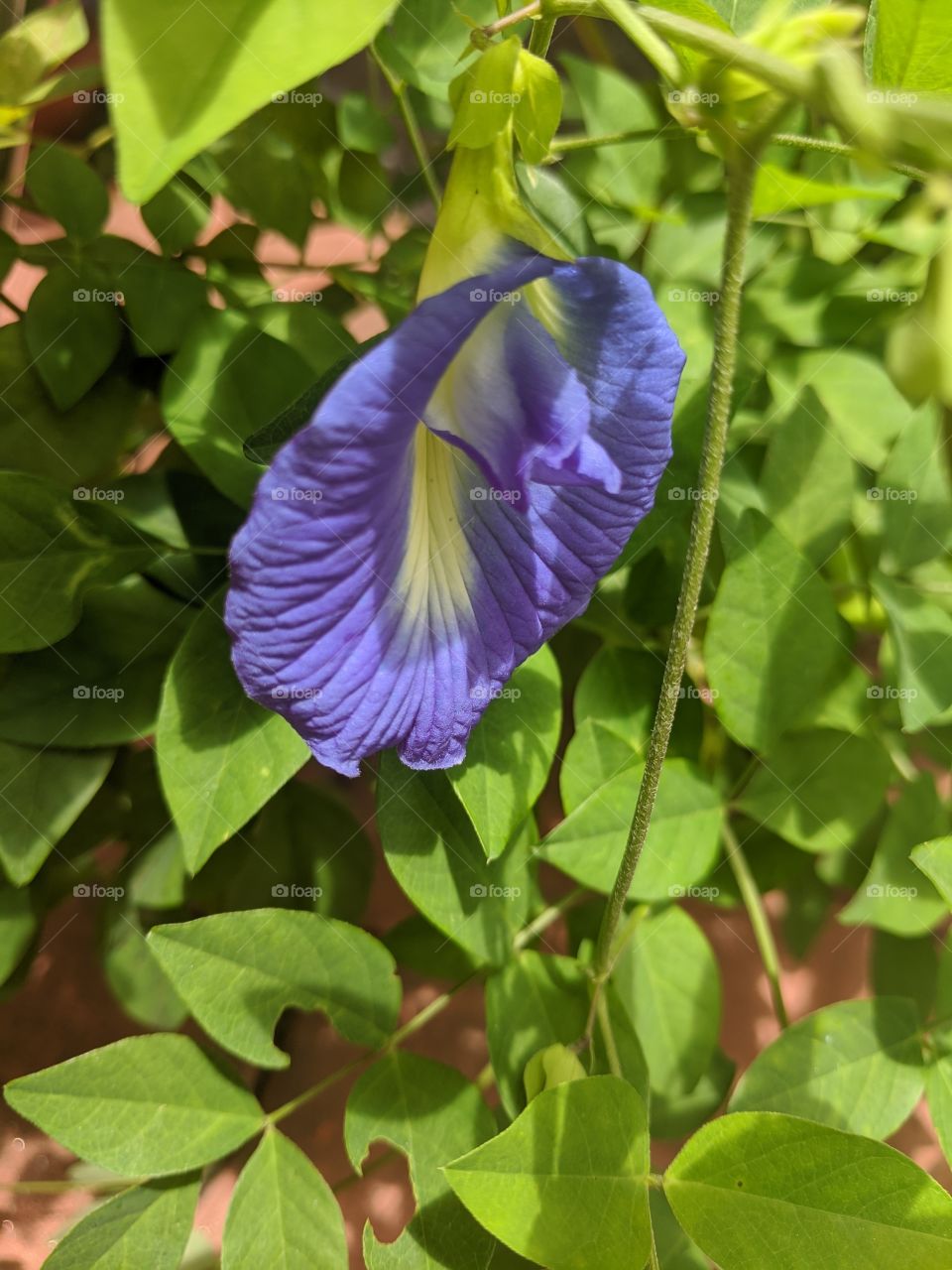 This flower looks so beautiful and different 🌸 It shapes like a shell and it's unique ❤️❤️❤️