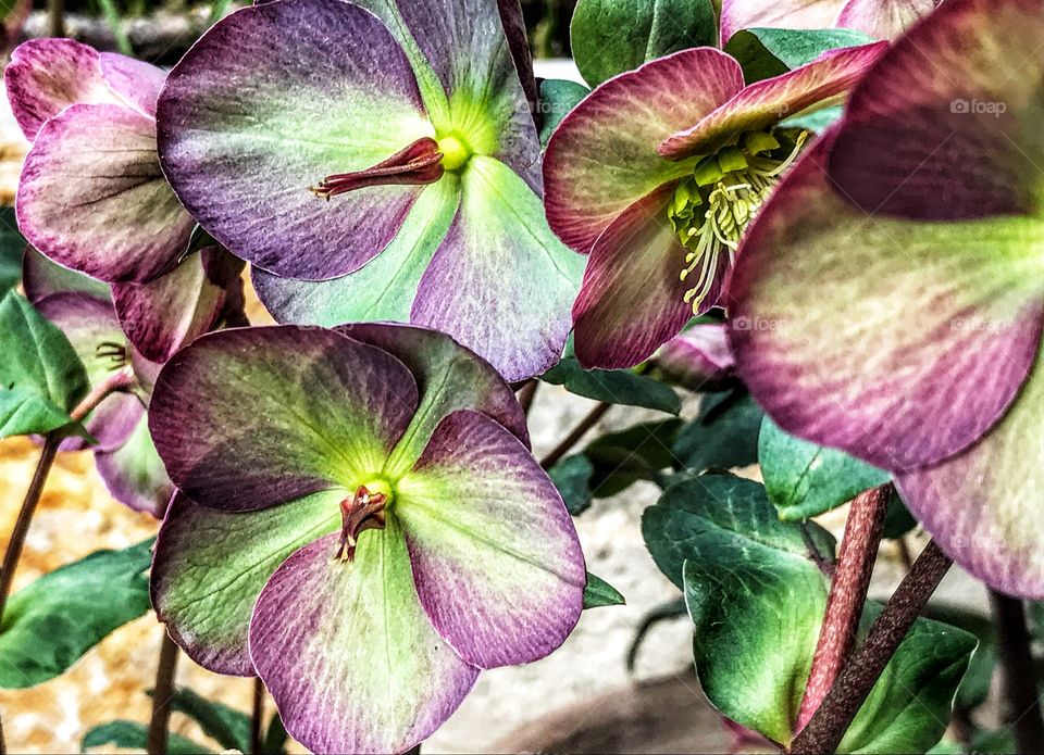 Early spring flowering Hellebore