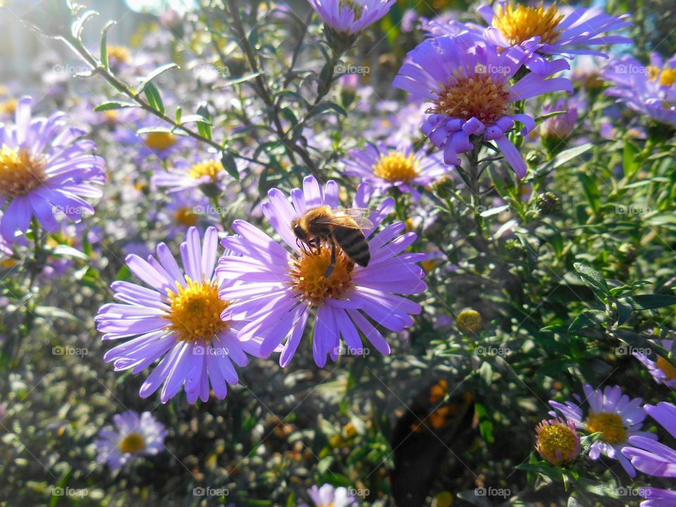 bee 🐝 on a flowers