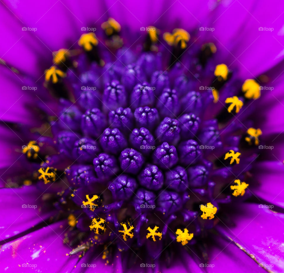 purple stamen with pollen