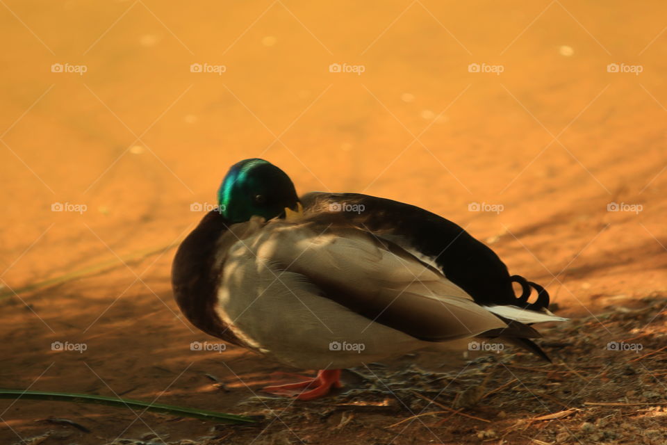 Mallard 