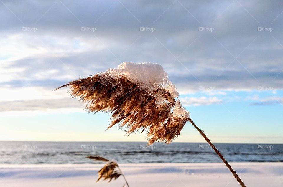 Winter season ❄️ Frosty ❄️ Nature ❄️