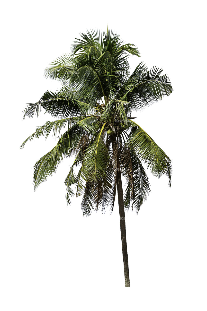 Isolated coconut trees on a white background with clipping path.