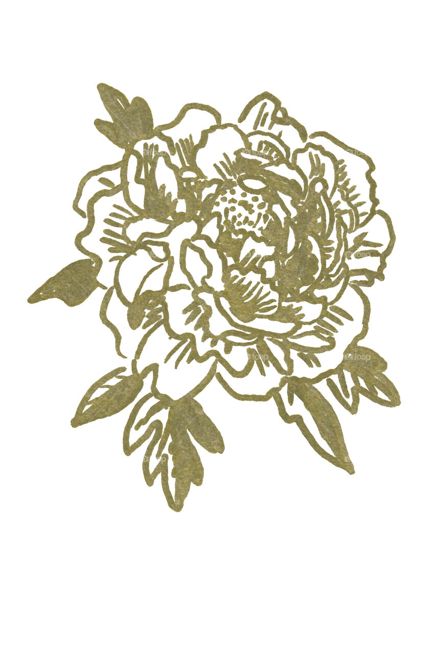 Illustration Golden Peony 