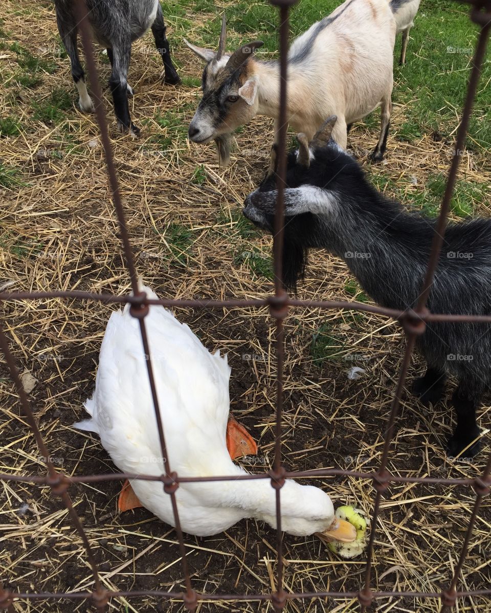 Goats and their duck