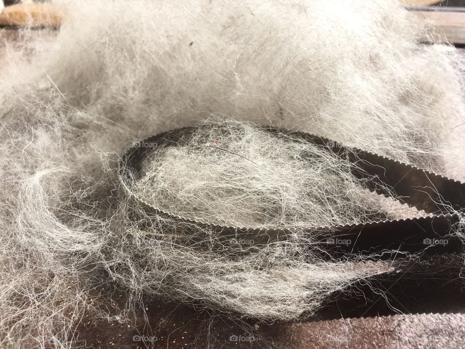 Aftermath of brushing out a husky