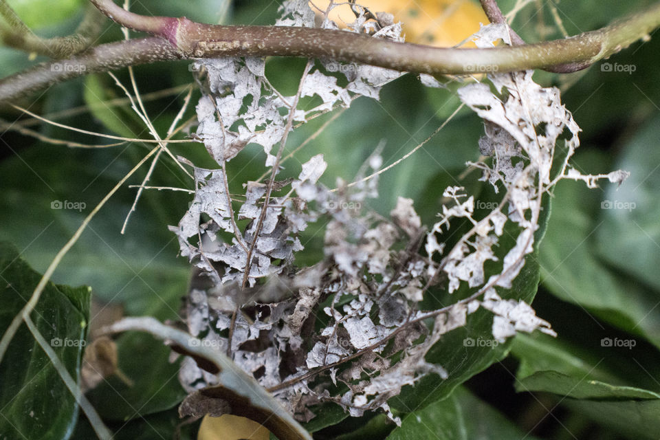 Leaf skeleton 