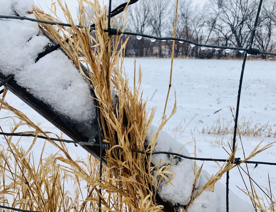 Isolated view of dried weeds and  water droplets on a wire fence with wooden support post against a rural winter landscape - landscape