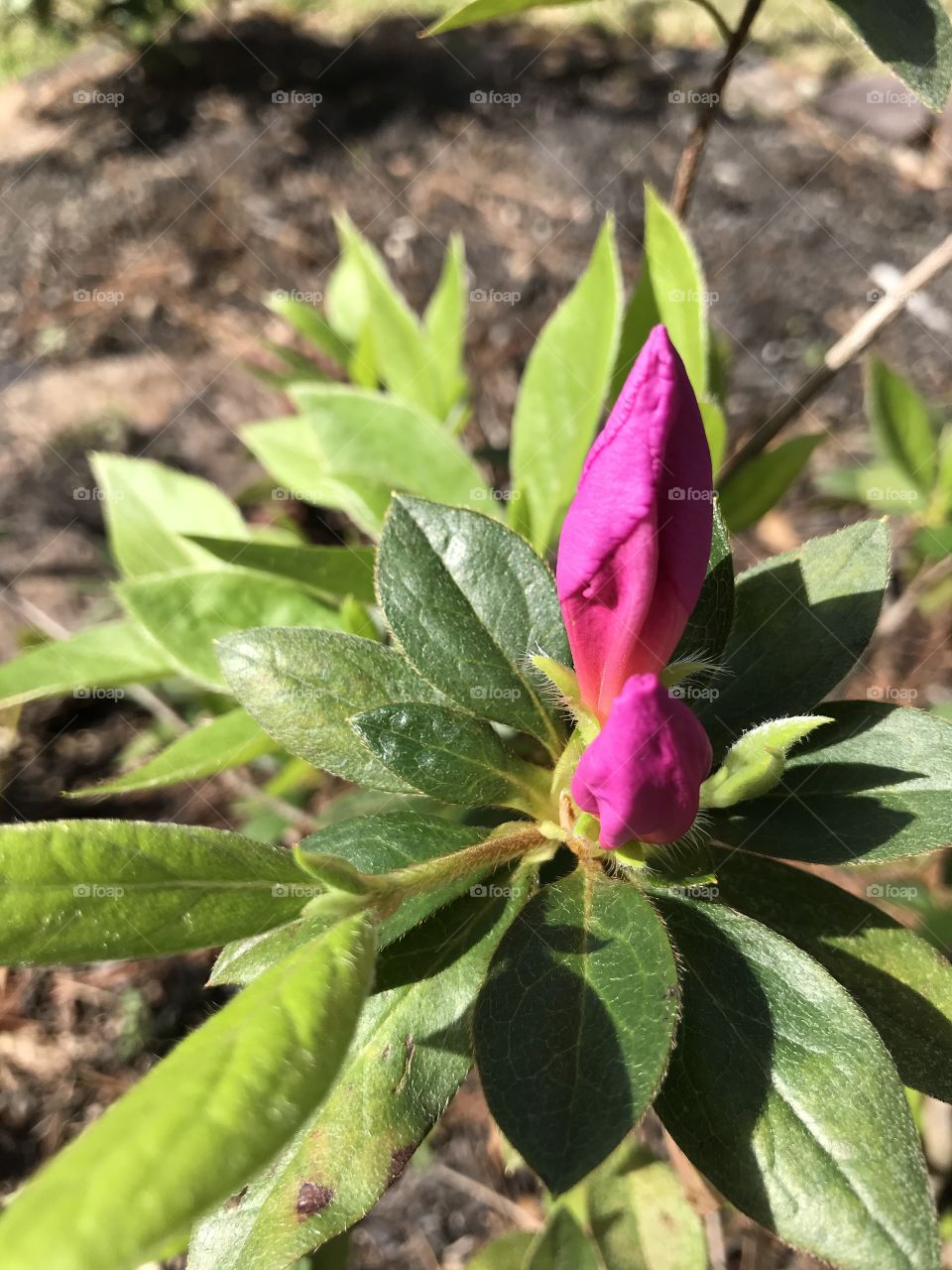 Azalea bud