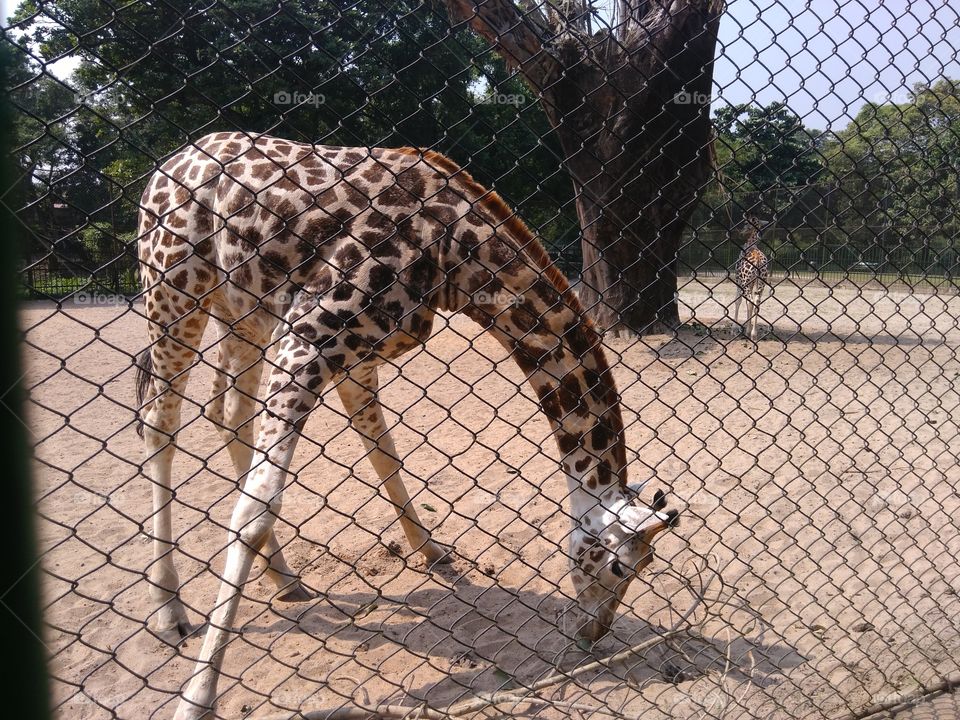 Giraf in park
