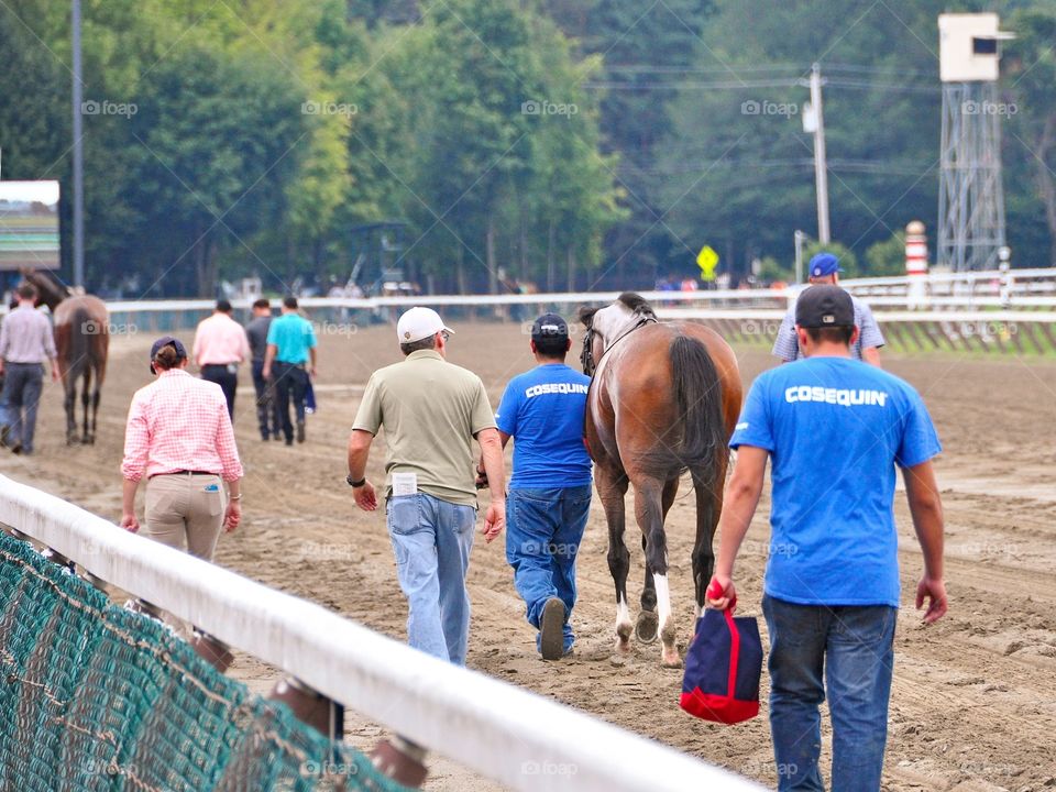 Saratoga Race Course. Winning horse taking the long walk back to the historic Saratoga barns with the trainer and hot-walkers. 
Fleetphoto 