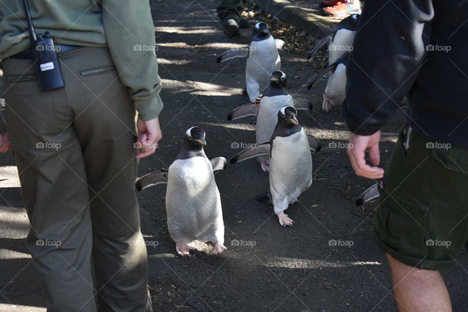 parading penguins