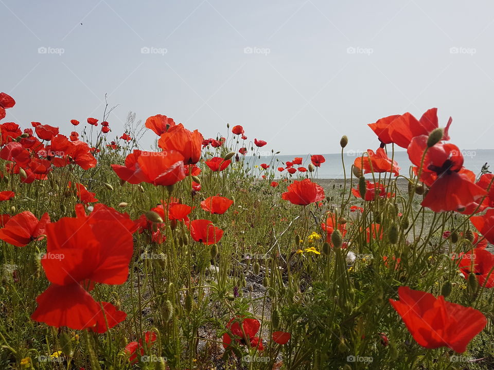 Ted poppy field by the sea