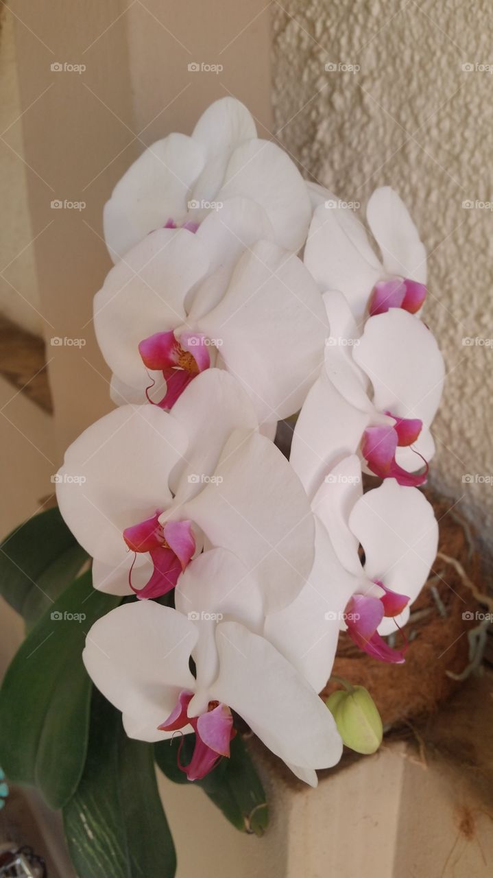 orquídea