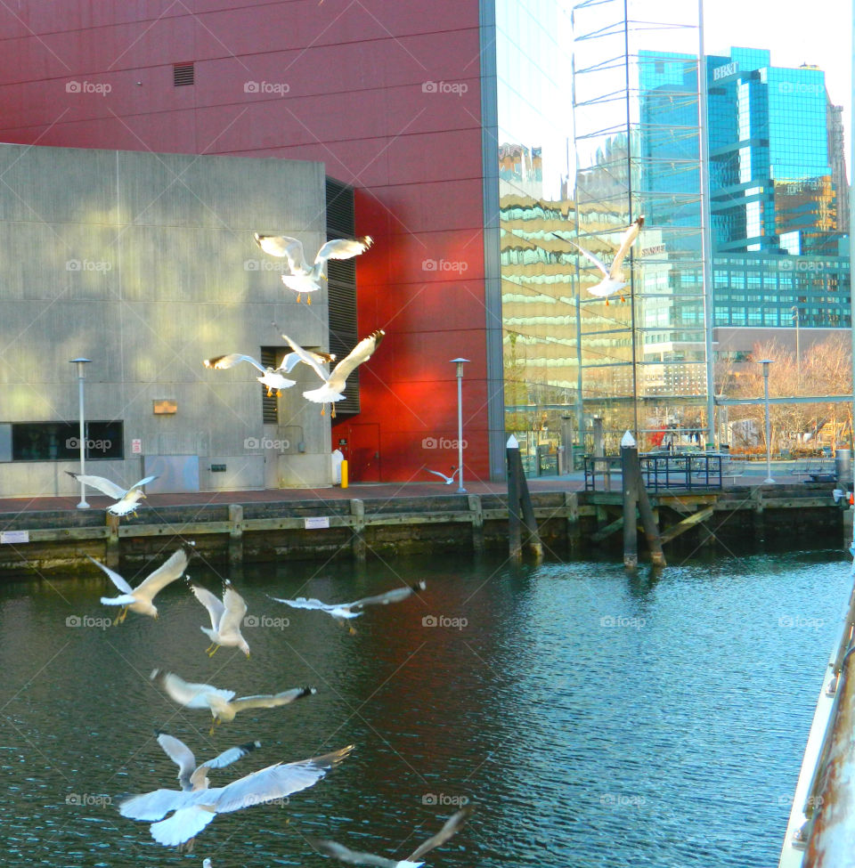 Seagulls swooping and diving in a frenzy for bread!
Reflective Windows pick up the sunset and reflect the surrounding environment!