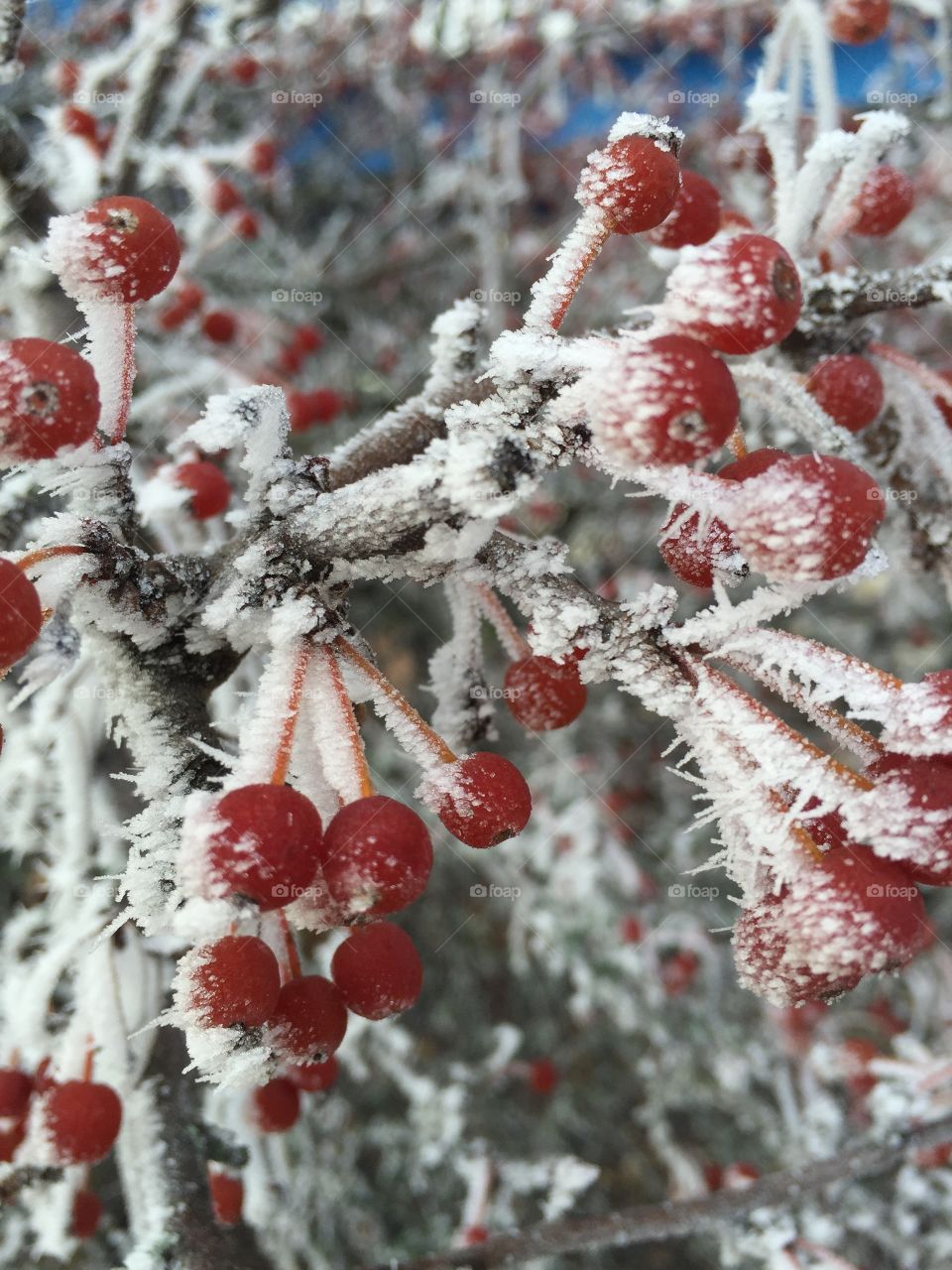 Berry bush in winter