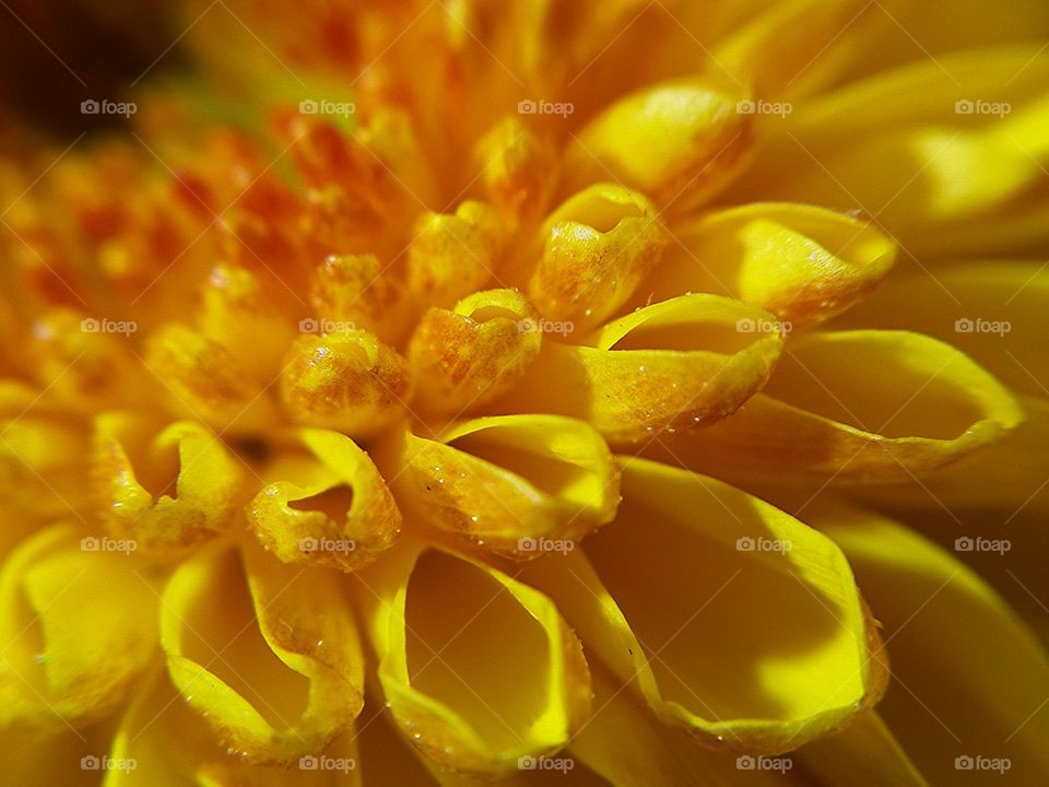 Flower ชื่อวิทยาศาสตร์ : Gerb. ชื่อวิทยาศาสตร์ : Gerbera jamesonii วงศ์ : Compositae ชื่อสามัญ : Gerbera ชื่ออื่น ๆ : Barberto Daisy, Transvaal Dai