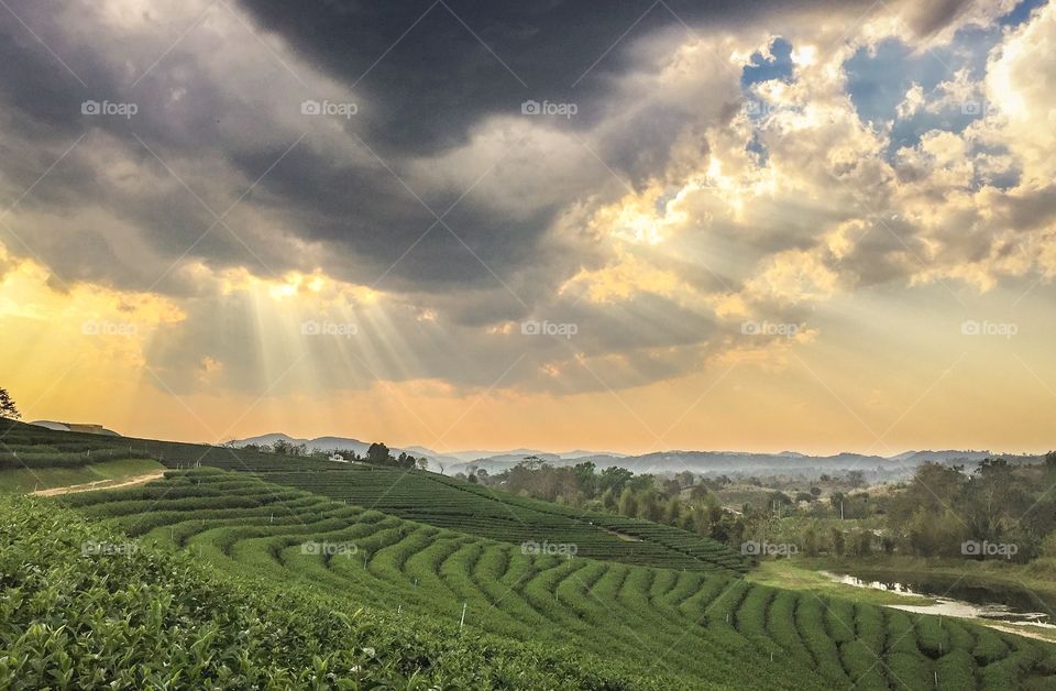 Chengrai/Thailand:February 16 2019-Chui Foung ,beautiful tea plantation 