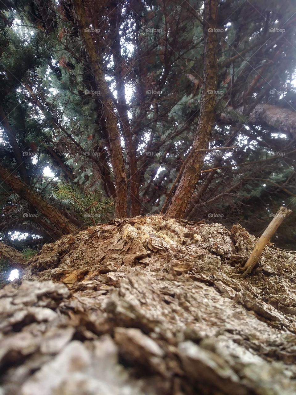 View from a tree trunk 🌲💚