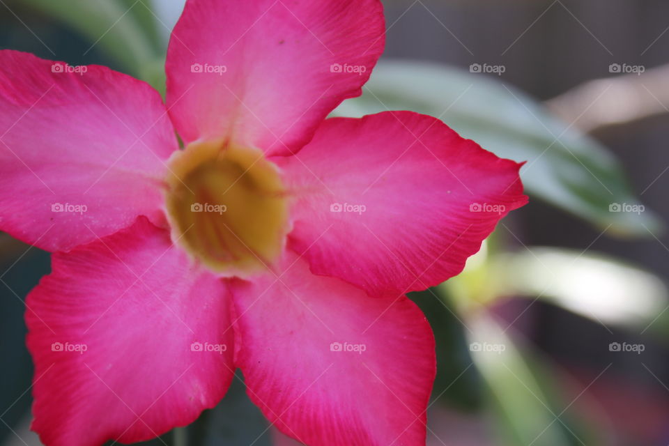 Pink desert rose