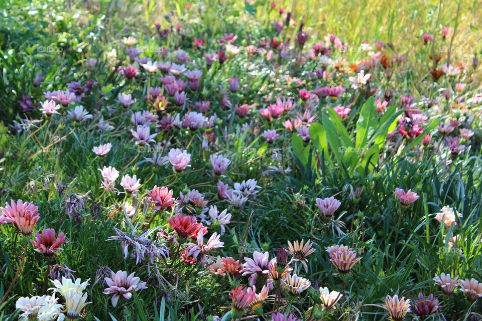 West Sac Riverwalk flowers