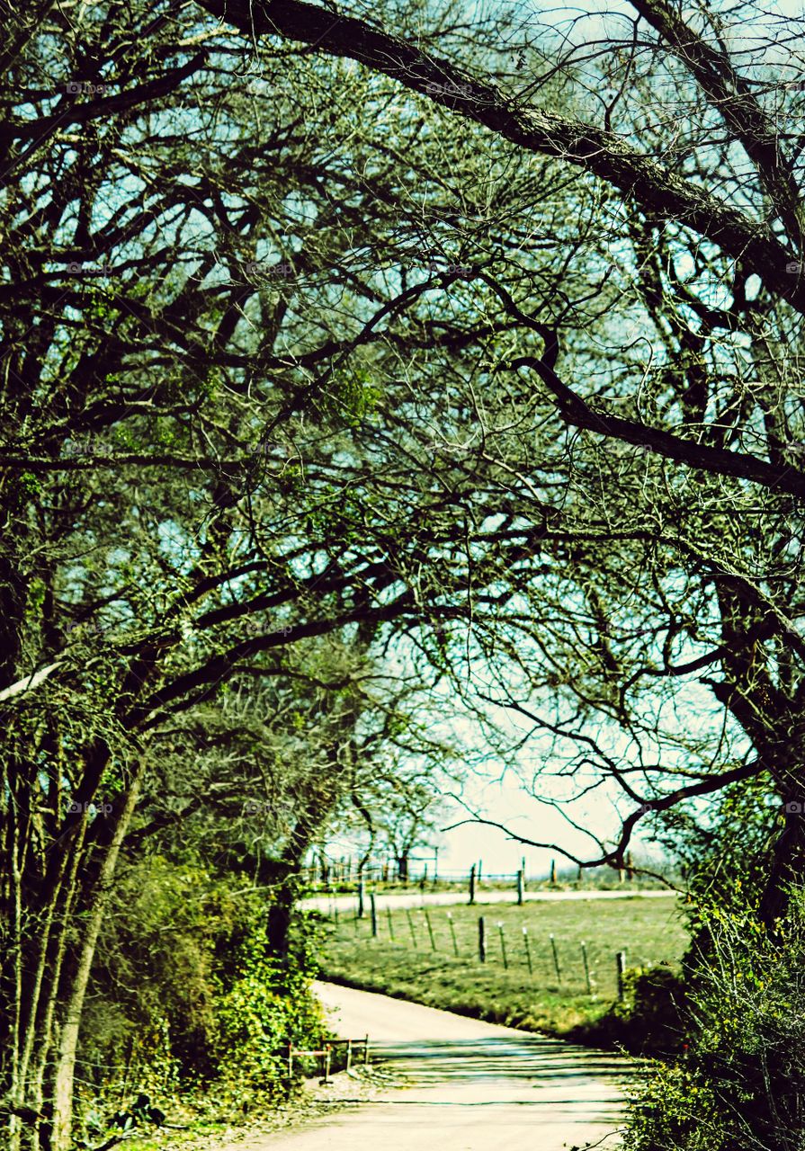 Texas Summer