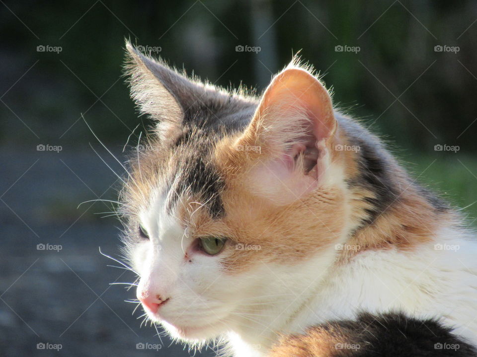 pet cat sunning herself