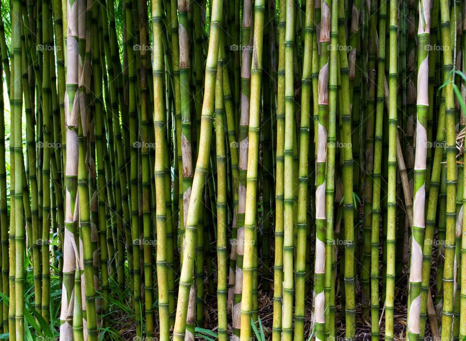 Lots of bamboo plants forming a bamboo background.