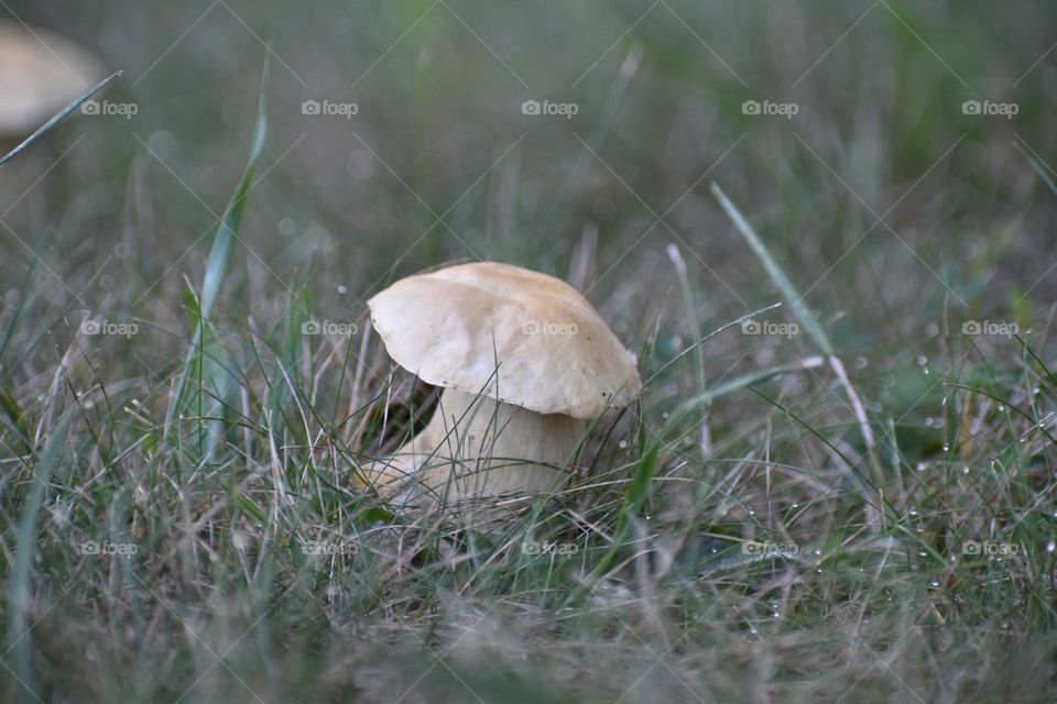 A mushroom in the grass