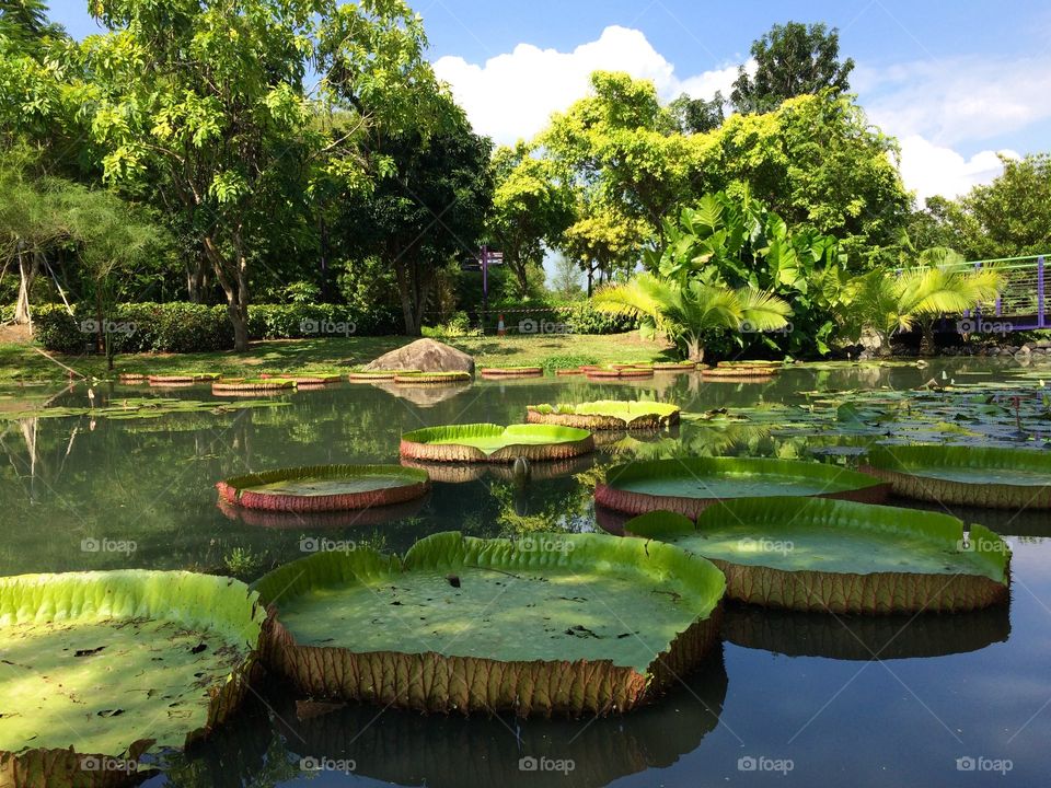 Singapore garden green sunny water