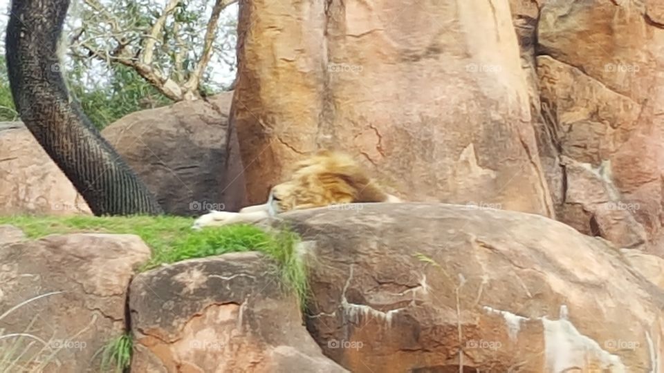 A proud lion sleeps peacefully atop the rocks at Animal Kingdom at the Walt Disney World Resort in Orlando, Florida.