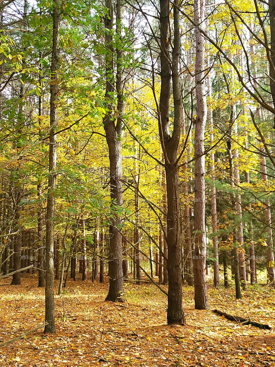 walking in the autumn woods